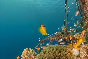 Clown-fish anemonefish in the Red Sea Colorful and beautiful, Eilat Israel