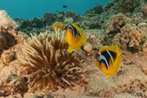 Clown Fish Prints: Clown-fish anemonefish in the Red Sea Colorful and beautiful, Eilat Israel
