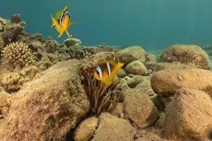 Clown Fish Prints: Clown-fish anemonefish in the Red Sea Colorful and beautiful, Eilat Israel