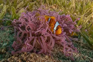 Clown Fish Prints: Clown-fish anemonefish in the Red Sea Colorful and beautiful, Eilat Israel
