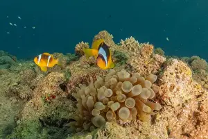 Clown Fish Prints: Clown-fish anemonefish in the Red Sea Colorful and beautiful, Eilat Israel