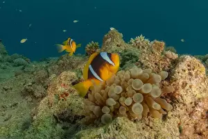 Clown Fish Prints: Clown-fish anemonefish in the Red Sea Colorful and beautiful, Eilat Israel