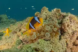 Clown Fish Prints: Clown-fish anemonefish in the Red Sea Colorful and beautiful, Eilat Israel
