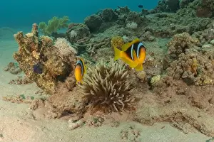 Clown Fish Prints: Clown-fish anemonefish in the Red Sea Colorful and beautiful, Eilat Israel