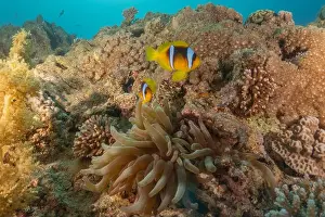 Clown Fish Prints: Clown-fish anemonefish in the Red Sea Colorful and beautiful, Eilat Israel