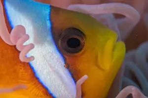 Clown Fish Prints: Clown-fish anemonefish in the Red Sea Colorful and beautiful, Eilat Israel