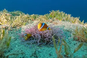 Clown Fish Prints: Clown-fish anemonefish in the Red Sea Colorful and beautiful, Eilat Israel