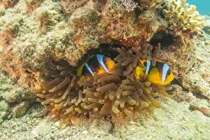 Clown Fish Prints: Clown-fish anemonefish in the Red Sea Colorful and beautiful, Eilat Israel