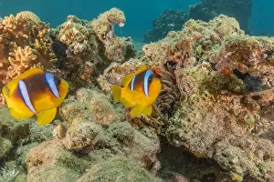 Clown Fish Prints: Clown-fish anemonefish in the Red Sea Colorful and beautiful, Eilat Israel