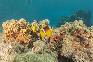 Clown Fish Prints: Clown-fish anemonefish in the Red Sea Colorful and beautiful, Eilat Israel