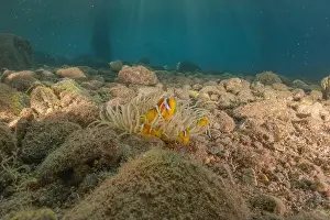 Clown Fish Prints: Clown-fish anemonefish in the Red Sea Colorful and beautiful, Eilat Israel