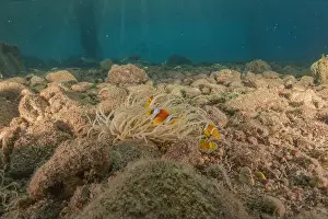 Clown Fish Prints: Clown-fish anemonefish in the Red Sea Colorful and beautiful, Eilat Israel
