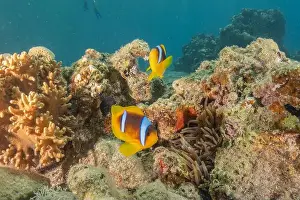 Clown Fish Prints: Clown-fish anemonefish in the Red Sea Colorful and beautiful, Eilat Israel