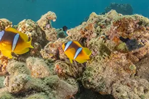 Clown Fish Prints: Clown-fish anemonefish in the Red Sea Colorful and beautiful, Eilat Israel