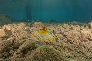 Clown Fish Prints: Clown-fish anemonefish in the Red Sea Colorful and beautiful, Eilat Israel