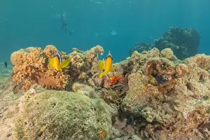 Clown Fish Prints: Clown-fish anemonefish in the Red Sea Colorful and beautiful, Eilat Israel