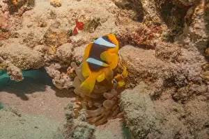 Clown Fish Prints: Clown-fish anemonefish in the Red Sea Colorful and beautiful, Eilat Israel