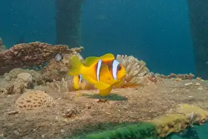 Clown Fish Prints: Clown-fish anemonefish in the Red Sea Colorful and beautiful, Eilat Israel