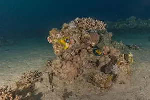 Clown Fish Prints: Clown-fish anemonefish in the Red Sea Colorful and beautiful, Eilat Israel