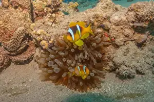 Clown Fish Prints: Clown-fish anemonefish in the Red Sea Colorful and beautiful, Eilat Israel