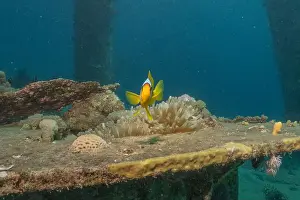 Clown Fish Prints: Clown-fish anemonefish in the Red Sea Colorful and beautiful, Eilat Israel