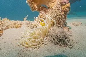Clown Fish Prints: Clown-fish anemonefish in the Red Sea Colorful and beautiful, Eilat Israel