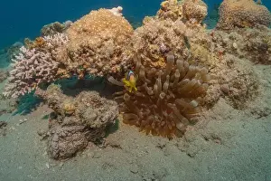 Clown Fish Prints: Clown-fish anemonefish in the Red Sea Colorful and beautiful, Eilat Israel
