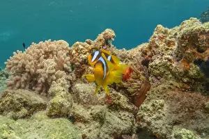 Clown Fish Prints: Clown-fish in the Red Sea Colorful and beautiful, Eilat Israel