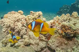Clown Fish Prints: Clown-fish in the Red Sea Colorful and beautiful, Eilat Israel