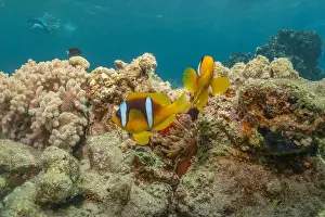 Clown Fish Prints: Clown-fish in the Red Sea Colorful and beautiful, Eilat Israel