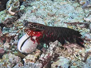 Red Coloured Prints: A clown mantis shrimp (Odontodactylus scyllarus) with a captured snail