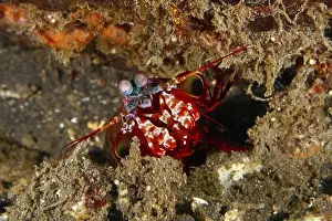 Red Coloured Prints: Clown mantis shrimp (Odontodactylus scyllarus) with distinctive eyes hiding in the seabed