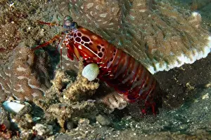 Cnidaria Prints: A clown mantis shrimp (Odontodactylus scyllarus) in an environment with corals