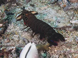 Sea Animal Prints: Clown mantis shrimp (Odontodactylus scyllarus) on a sandy seabed with corals