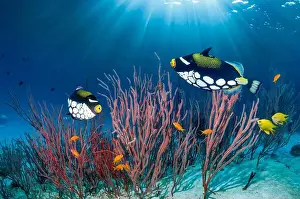 Wild Life Prints: Clown triggerfish [Balistoides conspicillum] swimming over coral reef with gorgonian corals