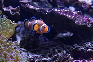 False Prints: A clownfish (Amphiprion Ocellaris) swimming in a fish tank