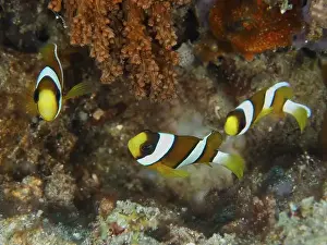 Cnidaria Prints: Three clownfish, Clark's anemonefish (Amphiprion clarkii) juvenile