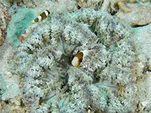 Percomorphaceae Prints: Clownfish in glass bead anemone (Heteractis aurora) on sandy seabed