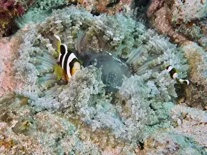 Pomacentridae Prints: Clownfish swimming in a colourful glass bead anemone (Heteractis aurora) in the coral reef