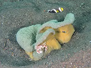 Clownfishes Prints: Clownfish swimming near Haddon's carpet anemone (Stichodactyla haddoni) on sandy seabed
