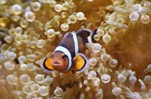 Symbiotic Prints: Clownfish, a tropical fish also known as an anemonefish