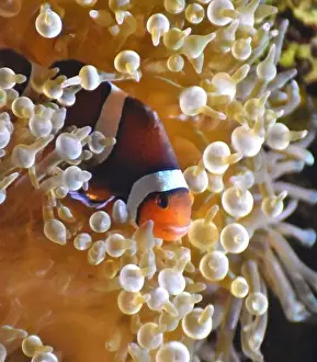 Symbiotic Prints: Clownfish, a tropical fish also known as an anemonefish