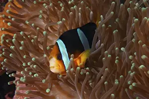 Companies Prints: A clownfish with vivid colours