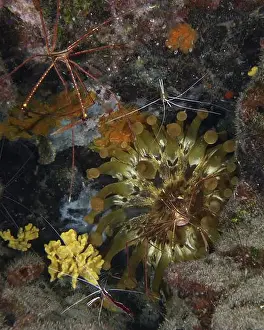 The Canaries Prints: Club anemone (Telmatactis cricoides) with brown and yellow tentacles in a crevice