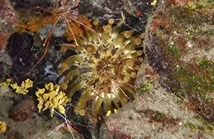 Hues Prints: Club anemone (Telmatactis cricoides) with brown and yellow tentacles in a crevice