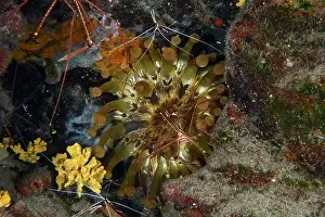 Anthozoa Prints: Club-tipped anemone (Telmatactis cricoides) with brown and yellow tentacles in a crevice