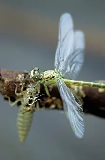 Hungary Prints: Clubtail dragonfly emerging Gomphus flavipes