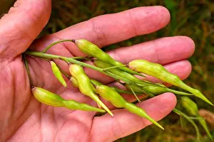 Shows Prints: A cluster of radish (Raphanus sativus) seed pods in the palm of a hand in late summer