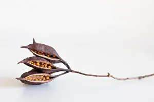 Pods Prints: Cluster of seeds heterophyllous Brachychiton populneus eat isolated on white background