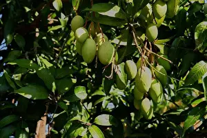 Tropical Fruit Prints: A cluster of unripe green mango fruits hangs from a tree branch in dappled sunlight
